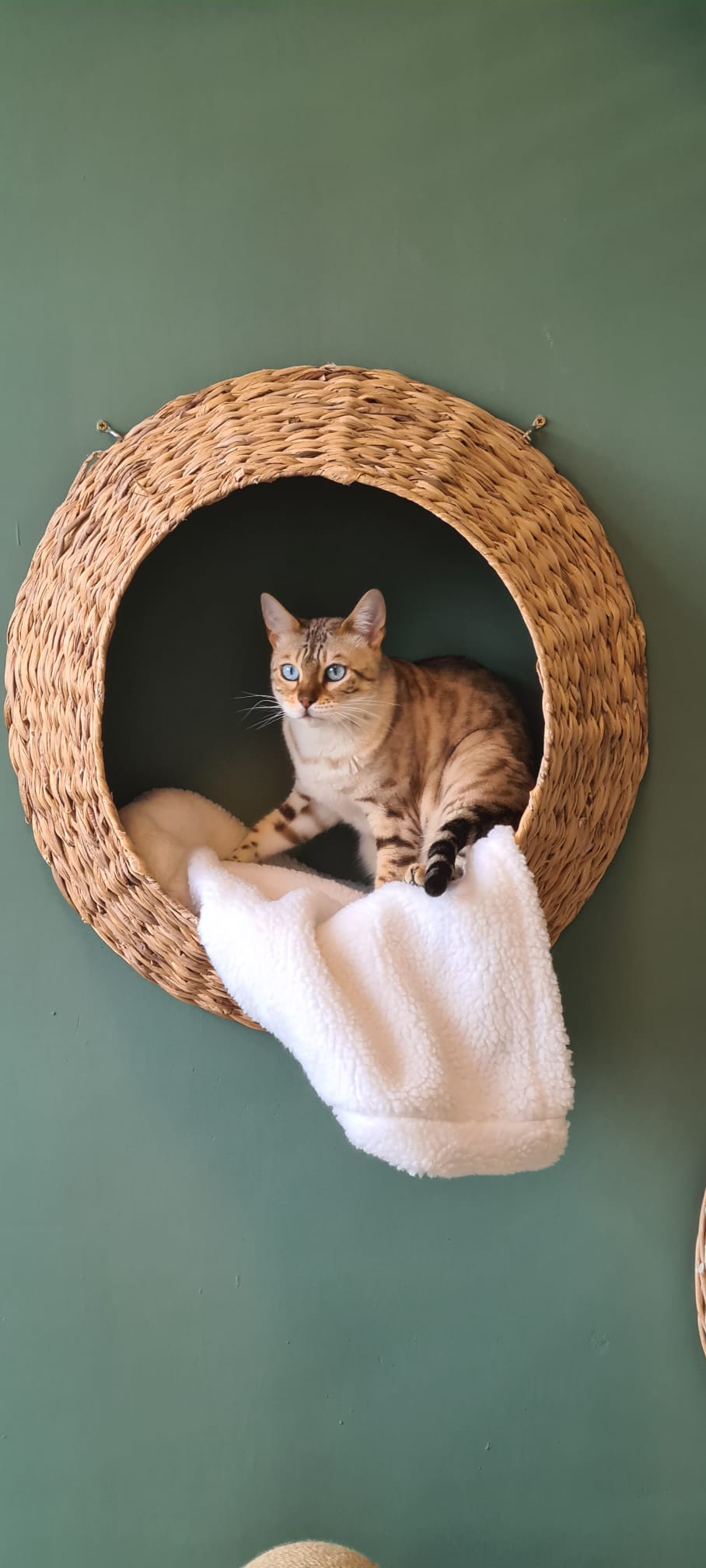 Modern luxe kattenverblijf